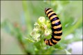 Cinnabar Moth caterpillar on flower in garden 12CL8818.JPG