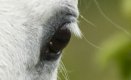 pony.jpg