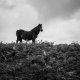 Pony-1.jpg
