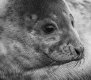 Grey seal 3 Donna Nook 2019 (1 of 1).jpg