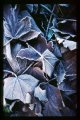 frosty leaf 1A.jpg