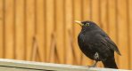 Blackbird - male .jpg