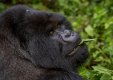Silverback Mountain Gorilla in  Rwanda.JPG