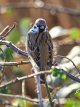 Tree Sparrow OLY18862.jpg