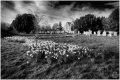 Titchfield Daffs_1500px.jpg