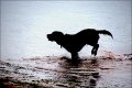 Dog in sea at Exmouth DSC02174.JPG