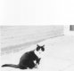 cat.jpeg