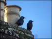 Crows on chimney Clyst St Mary DSC00026.JPG