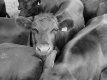 Black bullock in herd P7150016.JPG Black bullock in herd P7150016.JPG