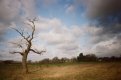 another_lone_tree.jpg