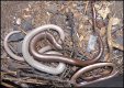 Slow worms in compost bin  P1030307.JPG