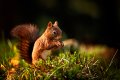Red_Squirells2018-copy.jpg