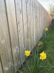 Week_12_Fence.jpg
