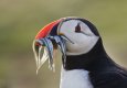 Puffin-eel-old-1-TP.jpg