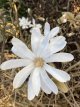 Week_13_Flora.jpg
