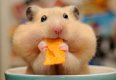 Hamsters_Closeup_Chips.jpg