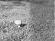 2020-03-29-fp4-645n-11.jpg