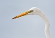 Great-egret-portrait-TP.jpg