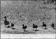 Duck and ducklings crossing road NIKON F AUSTRIA 1991 04-18.jpg