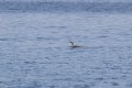 Red throated diver 180529 01.jpg