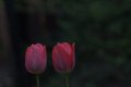 flowers.JPG flowers.JPG