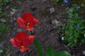 tulips.jpg tulips.jpg