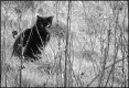 Black cat  on canal bank West Swindon G2 1190533.JPG