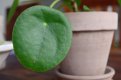 Leaf Money Pot 5.jpg Leaf Money Pot 5.jpg
