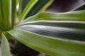 Leaf Stripes 5.jpg Leaf Stripes 5.jpg