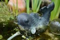 Pond Fish 5.jpg Pond Fish 5.jpg