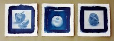 Cyanotypes.jpg