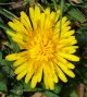 Dandelion.jpg