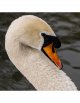 Swan_.jpg