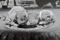 Travellers Kids.jpg Travellers Kids.jpg