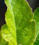 Apple Tree May20.jpg