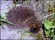 Hedgehog on garden path T70 P1030615.JPG