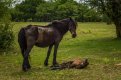 Pony and Foal-1000566 PS Adj upload.jpg