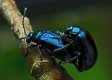 Black Beetle X 2.jpg