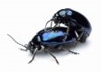 Black Beetle X 2B.jpg