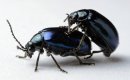 Black Beetle X 2C.jpg