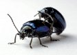 Black Beetle X 2D.jpg