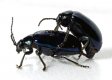 Black Beetle X 2E.jpg