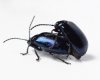 Black Beetle X 2F.jpg