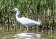 Egret.jpg