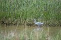 egret3.jpg
