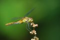 DSCF8280-Fotoklub 1.jpg