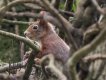 squirrel99.jpg squirrel99.jpg