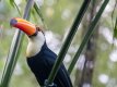 toucan_edited-1.jpg