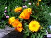 FLOWERS.JPG FLOWERS.JPG