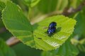 blue_leaf_beetle_s.jpg